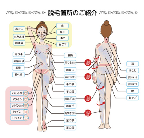 絵で見る全身脱毛33ヶ所